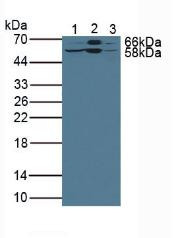 Western Blot; Sample. Lane1: Rat Liver Tissue; Lane2: Mouse Liver Tissue; Lane3: Human HepG2 Cells.