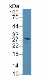 Western Blot; Sample: Mouse Serum; Primary Ab: 1µg/ml Rabbit Anti-Mouse BPGM Antibody Second Ab: 0.2µg/mL HRP-Linked Caprine Anti-Rabbit IgG Polyclonal Antibody