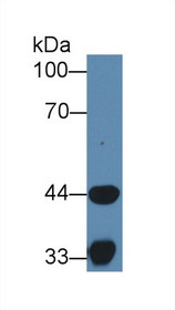 Western Blot; Sample: Porcine Skeletal muscle lysate; Primary Ab: 1µg/ml Rabbit Anti-Human HADH Antibody Second Ab: 0.2µg/mL HRP-Linked Caprine Anti-Rabbit IgG Polyclonal Antibody