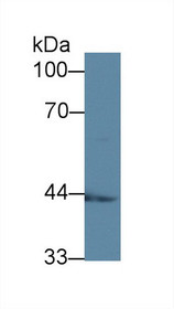 Western Blot; Sample: Mouse Kidney lysate; Primary Ab: 1µg/ml Rabbit Anti-Human ACADS Antibody Second Ab: 0.2µg/mL HRP-Linked Caprine Anti-Rabbit IgG Polyclonal Antibody