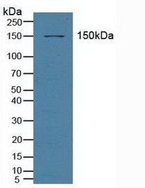 Western Blot; Sample: Porcine Liver Tissue.