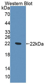 Western Blot; Sample: Recombinant protein.