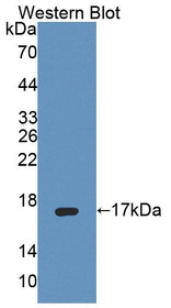 Western Blot; Sample: Recombinant protein.