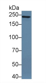 Western Blot; Sample: Human A549 cell lysate; Primary Ab: 2µg/ml Rabbit Anti-Mouse PTPRZ Antibody Second Ab: 0.2µg/mL HRP-Linked Caprine Anti-Rabbit IgG Polyclonal Antibody