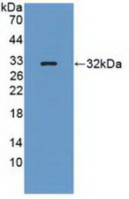 Western Blot; Sample: Recombinant PTPRQ, Human.