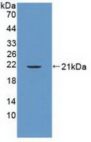 Western Blot; Sample: Recombinant PTPN13, Human.