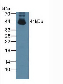 Western Blot; Sample: Mouse Testis Tissue.