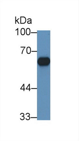 Western Blot; Sample: Mouse Adrenal gland lysate; Primary Ab: 1µg/ml Rabbit Anti-Rat CYP11B1 Antibody Second Ab: 0.2µg/mL HRP-Linked Caprine Anti-Rabbit IgG Polyclonal Antibody