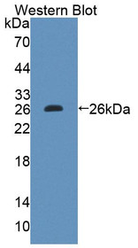 Western Blot; Sample: Recombinant protein.