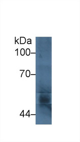 Western Blot; Sample: Bovine Testis lysate; Primary Ab: 3µg/ml Rabbit Anti-Bovine CYP11A1 Antibody Second Ab: 0.2µg/mL HRP-Linked Caprine Anti-Rabbit IgG Polyclonal Antibody