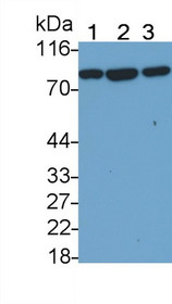 Western Blot; Sample: Recombinant protein.