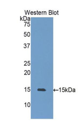 Western Blot; Sample: Recombinant protein.