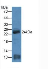Western Blot; Sample: Rat Heart Tissue.