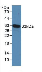 Western Blot; Sample: Recombinant MYH4, Mouse.