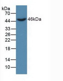 Western Blot; Sample: Recombinant DKK3, Human.