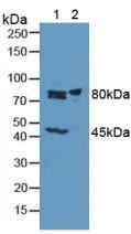 Western Blot; Sample: Lane1: Rat Brain Tissue; Lane2: Rat Skeletal Muscle Tissue.
