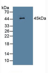 Western Blot; Sample: Rat Heart Tissue.