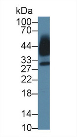 Western Blot; Sample: Human Saliva; Primary Ab: 1µg/ml Rabbit Anti-Mouse KLK13 Antibody Second Ab: 0.2µg/mL HRP-Linked Caprine Anti-Rabbit IgG Polyclonal Antibody