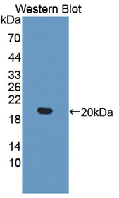 Western Blot; Sample: Recombinant protein.