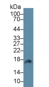 Western Blot; Sample: Rat Cerebrum lysate; Primary Ab: 1µg/ml Rabbit Anti-Gallus CALM1 Antibody Second Ab: 0.2µg/mL HRP-Linked Caprine Anti-Rabbit IgG Polyclonal Antibody