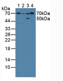 Western Blot; Sample: Lane1: Porcine Liver Tissue; Lane2: Porcine Large Intestine Tissue; Lane3: Rat Stomach Tissue; Lane4: Rat Liver Tissue.