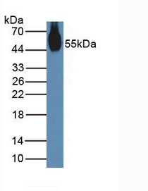 Western Blot; Sample: Mouse Stomach Tissue.