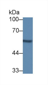 Western Blot; Sample: Rat Kidney lysate; Primary Ab: 1µg/ml Rabbit Anti-Mouse NUCB1 Antibody Second Ab: 0.2µg/mL HRP-Linked Caprine Anti-Rabbit IgG Polyclonal Antibody