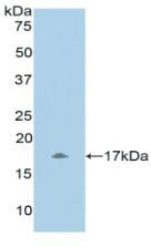 Western Blot; Sample: Recombinant UCN3, Human.