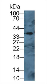 Western Blot; Sample: Mouse Spleen lysate; Primary Ab: 1µg/ml Rabbit Anti-Mouse CTSH Antibody Second Ab: 0.2µg/mL HRP-Linked Caprine Anti-Rabbit IgG Polyclonal Antibody
