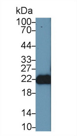 Western Blot; Sample: Mouse Cerebrum lysate; Primary Ab: 1µg/ml Rabbit Anti-Human FGF12 Antibody Second Ab: 0.2µg/mL HRP-Linked Caprine Anti-Rabbit IgG Polyclonal Antibody