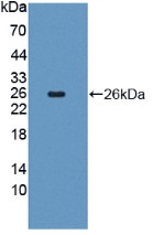 Western Blot; Sample: Recombinant FGF18, Human.