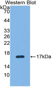 Western Blot; Sample: Recombinant protein.