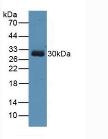 Western Blot; Sample: Human 293T Cells.