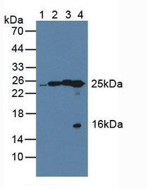 Western Blot; Lane1: Human HepG2 Cells; Lane2: Porcine Liver Tissue; Lane3: Porcine Brain Tissue; Lane4: Rat Liver Tissue.