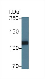 Western Blot; Sample: Porcine Heart lysate; Primary Ab: 5µg/ml Rabbit Anti-Human HSPG2 Antibody Second Ab: 0.2µg/mL HRP-Linked Caprine Anti-Rabbit IgG Polyclonal Antibody