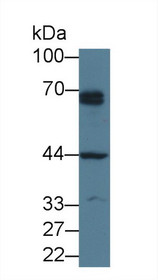 Western Blot; Sample: Human Hela cell lysate; Primary Ab: 3µg/ml Rabbit Anti-Human PTHR1 Antibody Second Ab: 0.2µg/mL HRP-Linked Caprine Anti-Rabbit IgG Polyclonal Antibody