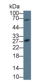Western Blot; Sample: Human 293T cell lysate; Primary Ab: 1µg/ml Rabbit Anti-Human PTTG1 Antibody Second Ab: 0.2µg/mL HRP-Linked Caprine Anti-Rabbit IgG Polyclonal Antibody