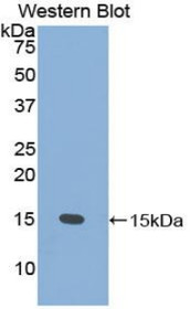 Western Blot; Sample: Recombinant protein.