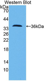 Western Blot; Sample: Recombinant protein.