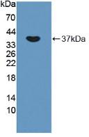 Western Blot; Sample: Recombinant OXTR, Rat.