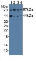 Western Blot; Sample: Lane1: Mouse Brain Tissue; Lane2: Mouse Intestine Tissue; Lane3: Human Hela Cells; Lane4: Human 293T Cells.