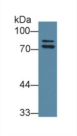 Western Blot; Sample: Rat Liver lysate; Primary Ab: 1µg/ml Rabbit Anti-Rat OS9 Antibody Second Ab: 0.2µg/mL HRP-Linked Caprine Anti-Rabbit IgG Polyclonal Antibody