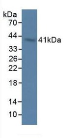 Western Blot; Sample: Rat Stomach Tissue.