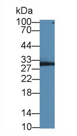 Western Blot; Sample: Human Jurket cell lysate; Primary Ab: 3µg/ml Rabbit Anti-Rat NP Antibody Second Ab: 0.2µg/mL HRP-Linked Caprine Anti-Rabbit IgG Polyclonal Antibody