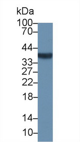 Western Blot; Sample: Human Jurkat cell lysate; Primary Ab: 1µg/ml Rabbit Anti-Human NPM Antibody Second Ab: 0.2µg/mL HRP-Linked Caprine Anti-Rabbit IgG Polyclonal Antibody