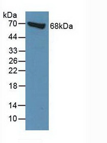 Western Blot; Sample: Human BXPC-3 Cells.