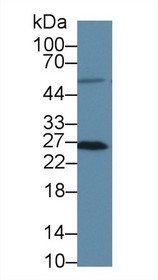 Western Blot; Sample: Human HT1080 cell lysate; Primary Ab: 3µg/ml Rabbit Anti-Human MSRA Antibody Second Ab: 0.2µg/mL HRP-Linked Caprine Anti-Rabbit IgG Polyclonal Antibody