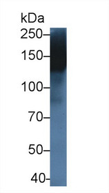 Western Blot; Sample: Rat Spleen lysate; Primary Ab: 5µg/ml Rabbit Anti-Rat MMRN1 Antibody Second Ab: 0.2µg/mL HRP-Linked Caprine Anti-Rabbit IgG Polyclonal Antibody