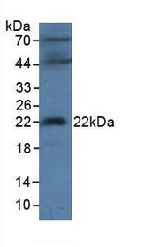 Western Blot; Sample: Mouse Testis Tissue.