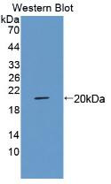 Western Blot; Sample: Recombinant protein.